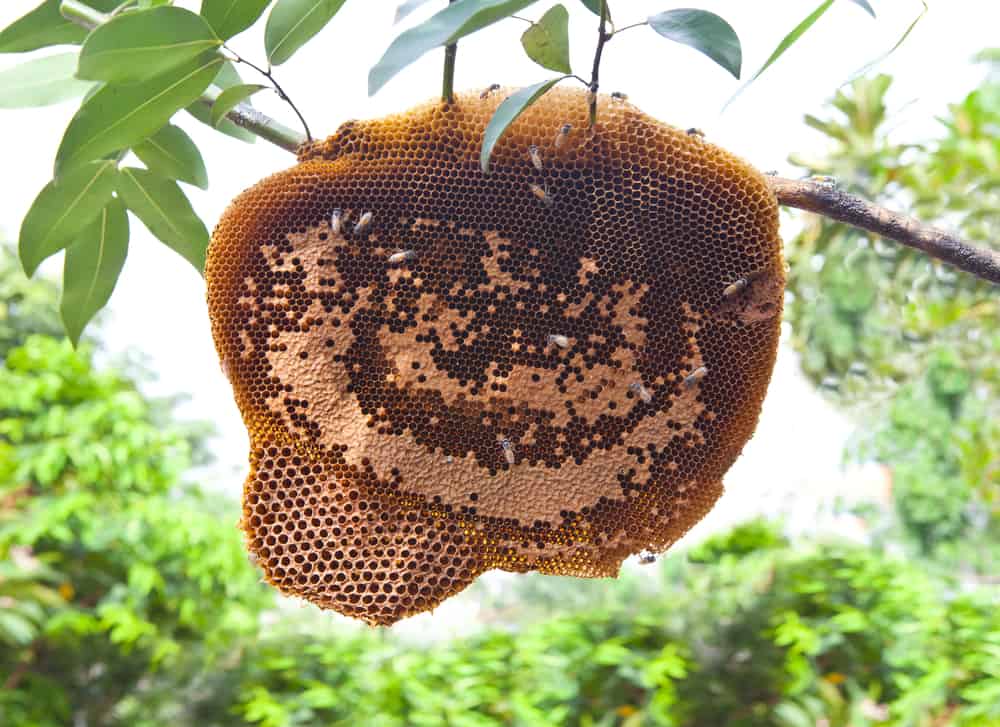 A Sialang méz előnyei