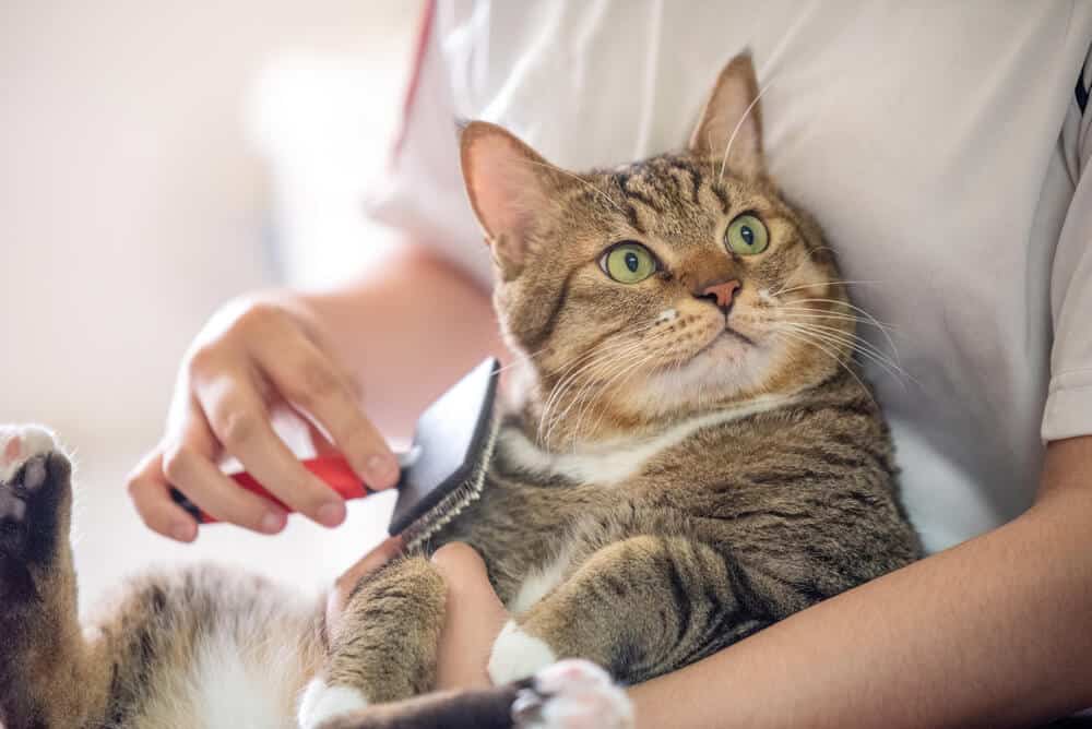 고양이 털 알레르기: 증상을 알고 치료할 수 있습니까?
