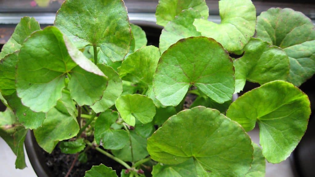 Même s'il pousse à l'état sauvage, voici 10 avantages incroyables des feuilles de gotu kola