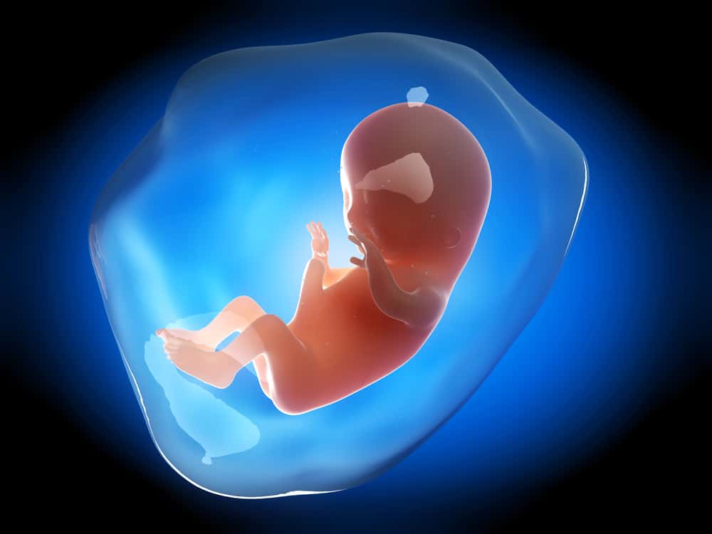 Visste du? Bebisens organutveckling börjar formas perfekt vid 3 månaders fosterålder!