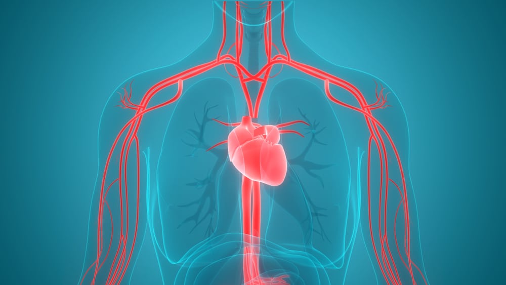 Comprensión del sistema circulatorio humano, ¿qué y cómo?