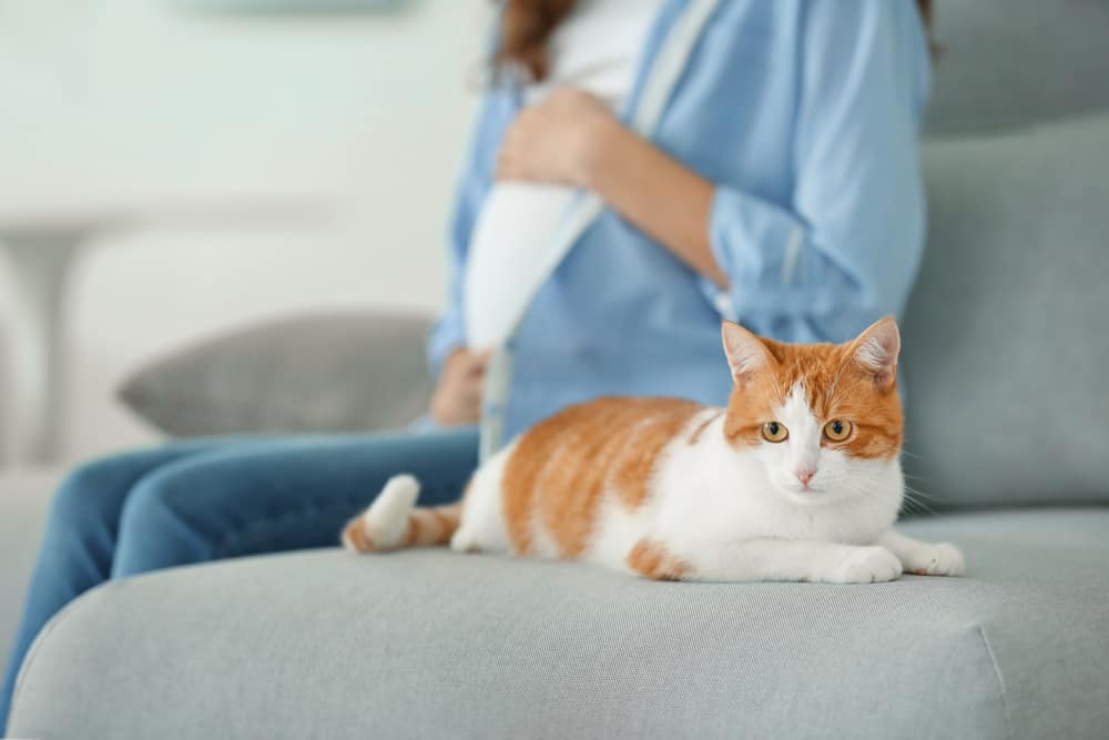 Vrei să mângâi o pisică în timp ce ești însărcinată? Iată lucrurile la care trebuie să fii atent!