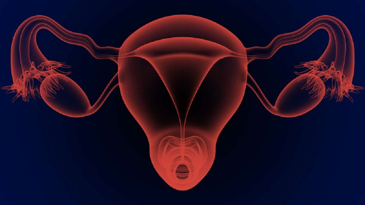 Lär känna de kvinnliga reproduktionsorganen och deras funktioner