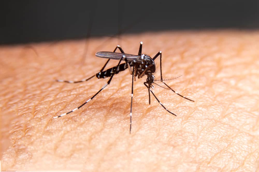 Måste veta! Dessa är 4 typer av dödliga myggor och deras faror för kroppen
