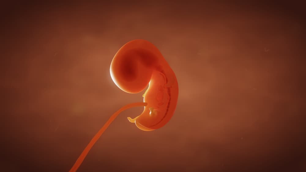 Mamans, suivons l'évolution du fœtus à 1 mois dans l'utérus