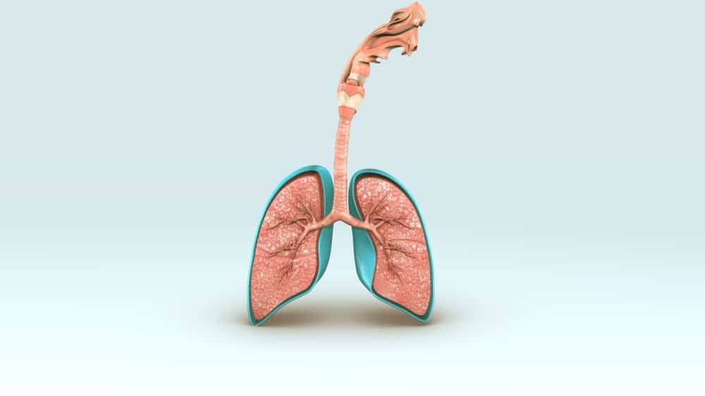 Különféle emberi légzőrendszer, ismerje meg funkcióit és működését