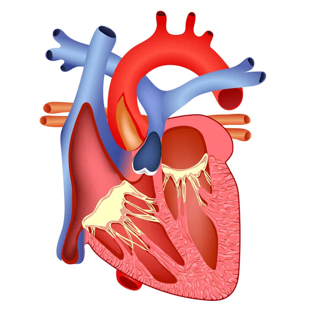 Haide, cunoașteți părțile inimii și funcțiile lor pentru a înțelege mai bine cum să le mențineți sănătatea!