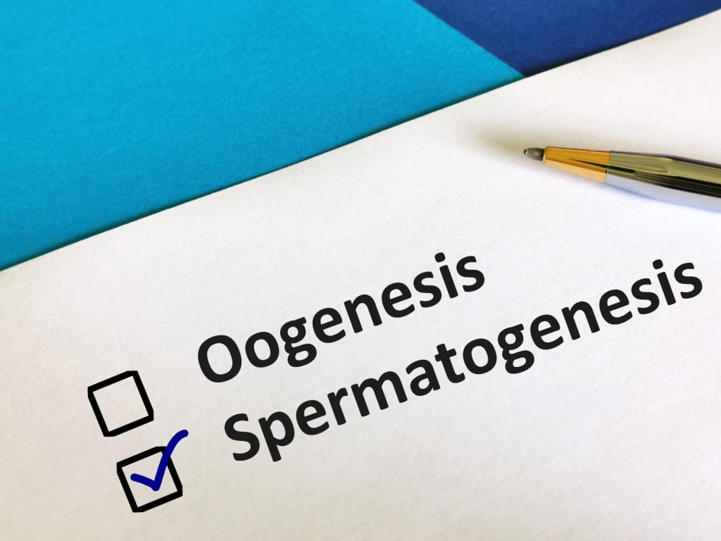 Знати процес сперматогенезу: утворення сперматозоїдів у чоловічому організмі